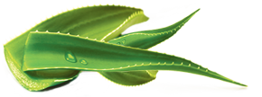 hojas barbadensis
